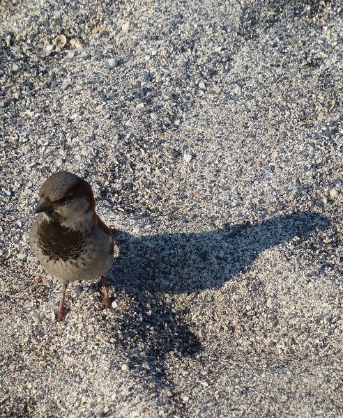 House Sparrow, male